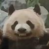 是金鱼呀