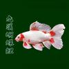 九溪蝴蝶鲤（天然无药泡）