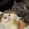 饭团海苔嘬嘬嘬🐱