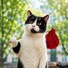 猫大人当家