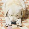 憨憨的日常Vlog🐶