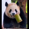 熊猫小卫士