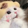 炸毛小猫别迷芒