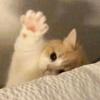 楠子要发财.