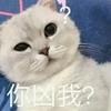阿瓜养猫