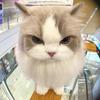 发财猫