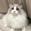 肉肉是只猫🐈