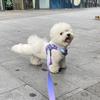 比熊kiki