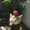 薯条的AI日记