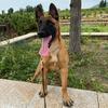 马犬千金
