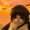 猫咪幸运星