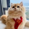 🐱富贵儿是只小猫猫🐱