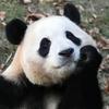 福宝逛吃