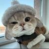 郑少没有猫