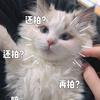 小Q跑不快