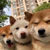 Joyce小二黑