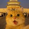 小豪不懂猫