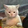 言阙