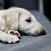细犬哪吒