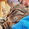 狸花猫妈妈