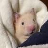 鼠西西的快乐生活（橱窗营业中）