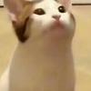 故事猫