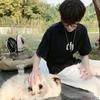 骑猪追高铁