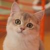 社畜养猫
