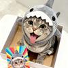 圆柱体小猫