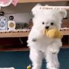 🐻西红柿拿铁