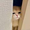 小猪