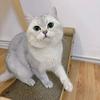 娟娟聊养猫