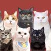 果冻是只可爱猫
