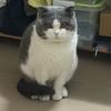 绯村か剑心