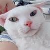 晓芒狗