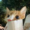 小董真懂猫