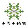 小雪小植物