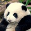 青橙橙