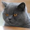 蓝猫音频直播设备