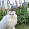 肥猫今天吃啥