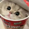 面条呆猫(●'◡'●)