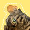 大哈的猫