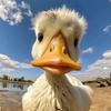 小鸭带入剧