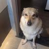 17（捷克狼犬)