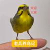 @老兵养鸟记@