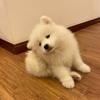 傻白甜八万