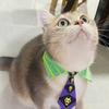 给猫取名真的烦