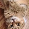 潇洒哥的猫猫