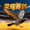 赛鸽荣耀时刻