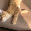 441猫传腹救助站（厂商）